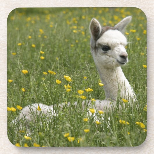 Cria in den Butterblumeen Untersetzer (Vorderseite)