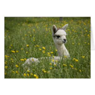 Cria in der Butterblume-Karte