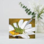 Cricket am Tag Postkarte (Stehend Vorderseite)