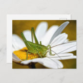 Cricket am Tag Postkarte (Vorne/Hinten)