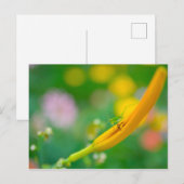 Cricket auf Taglilie Postkarte (Vorne/Hinten)