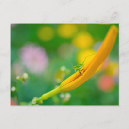 Cricket auf Taglilie Postkarte