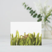 Cricket in Weizengras Postkarte (Stehend Vorderseite)