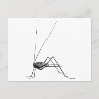 Cricket Postkarte