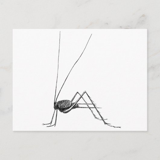 Cricket Postkarte (Vorderseite)