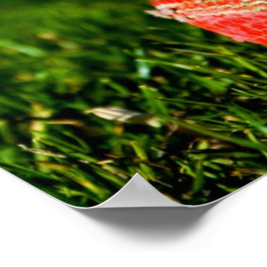 Cricket Red Ball Funny Motivierend Poster (Ecke)