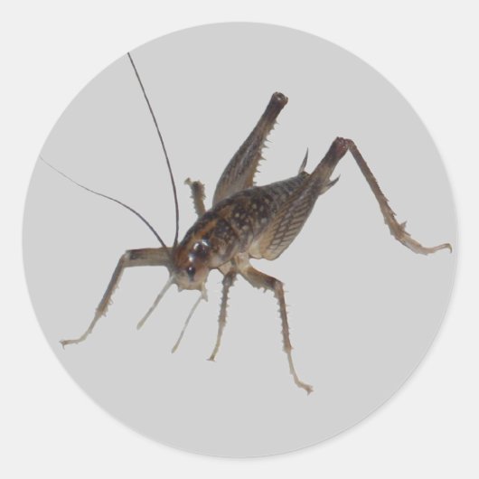 Cricket Sticker (Vorderseite)