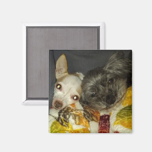 Cricket- und Maybellinmagnete Magnet (Vorderseite/Rückseite)