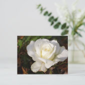 CricketDiane Romantischer Weißer Rose Blossom Postkarte (Stehend Vorderseite)