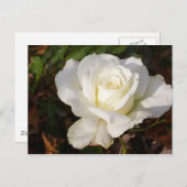 CricketDiane Romantischer Weißer Rose Blossom Postkarte (Vorne/Hinten)