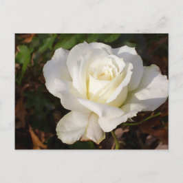 CricketDiane Romantischer Weißer Rose Blossom Postkarte