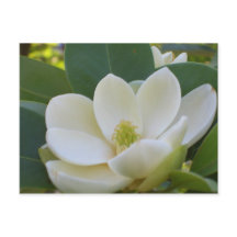 CricketDiane Süd Magnolias