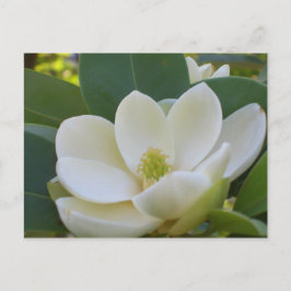 CricketDiane Süd Magnolias Postkarte