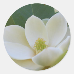 CricketDiane Süd Magnolias Runder Aufkleber