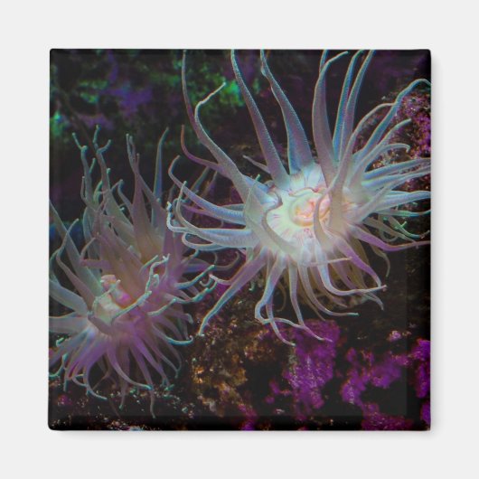 Crimson Anemone Magnet (Vorne)