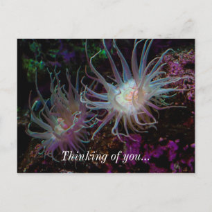 Crimson Anemone Postkarte