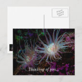 Crimson Anemone Postkarte (Vorne/Hinten)