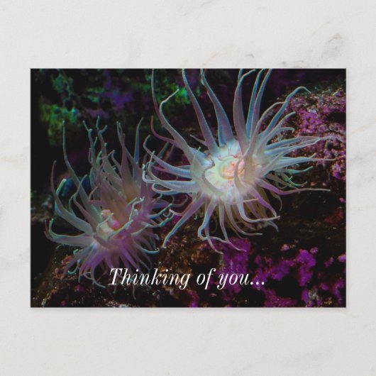 Crimson Anemone Postkarte (Vorderseite)