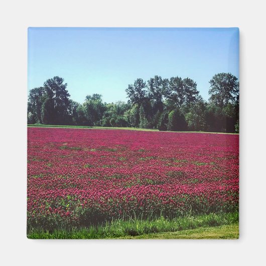 Crimson Clover Field, Oregon Magnet (Vorne)