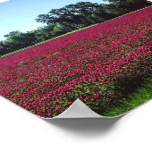 Crimson Clover Field Poster (Ecke)