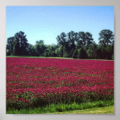 Crimson Clover Field Poster (Vorne)