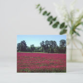 Crimson Clover Field Postkarte (Stehend Vorderseite)