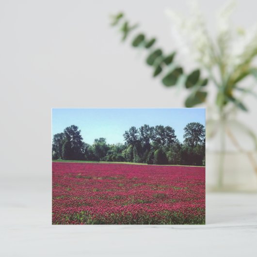 Crimson Clover Field Postkarte (Stehend Vorderseite)