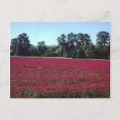 Crimson Clover Field Postkarte (Vorderseite)