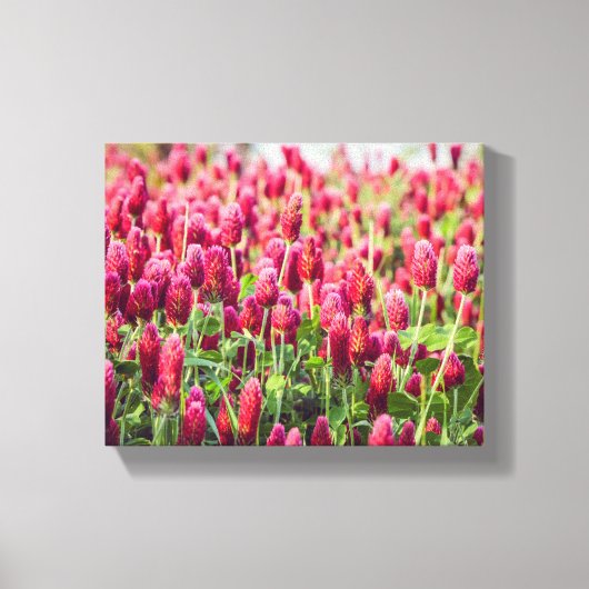 Crimson Clover Field-Wildblumen Leinwanddruck (Vorderseite)