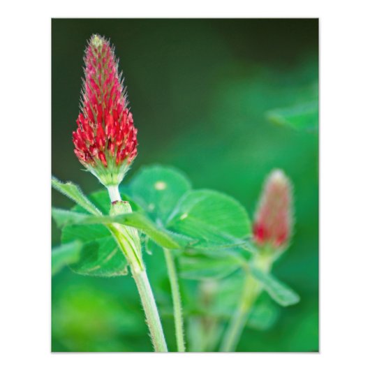 Crimson Clover Pair Foto Print (Vorne)