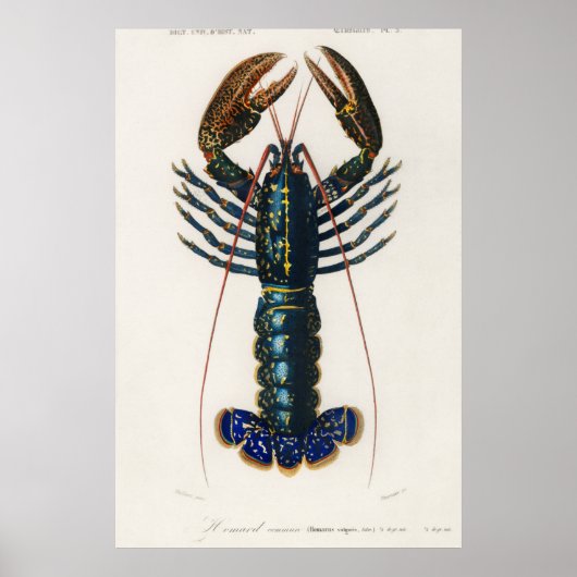 Crimson Crawfish Poster (Vorne)