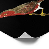 Crimson Finch (weißer Bauch) Pair Poster (Ecke)