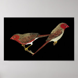 Crimson Finch (weißer Bauch) Pair Poster
