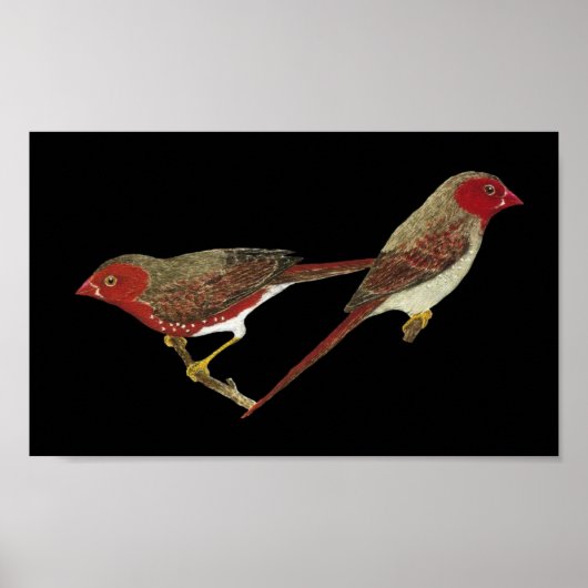 Crimson Finch (weißer Bauch) Pair Poster (Vorne)