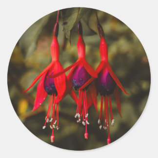 Crimson Fuchsia Trio Stickers