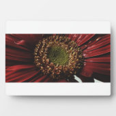 Crimson Gerbera Macro Fotoplatte (Vorderseite)