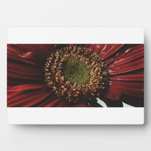 Crimson Gerbera Macro Fotoplatte