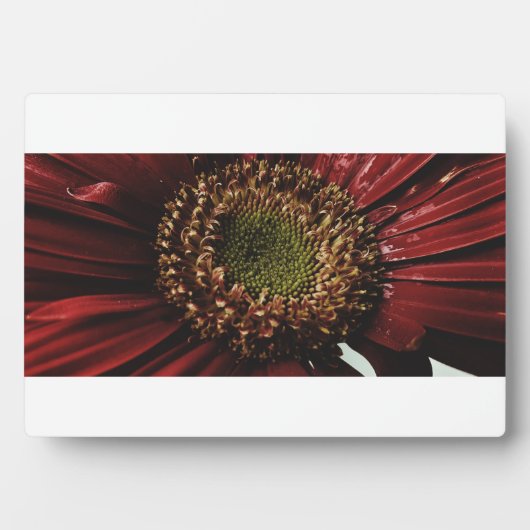 Crimson Gerbera Macro Fotoplatte (Vorderseite)