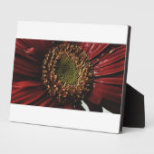 Crimson Gerbera Macro Fotoplatte (Seite)