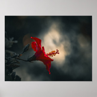 🌹 Crimson Glow in the Dusk ✨ Poster