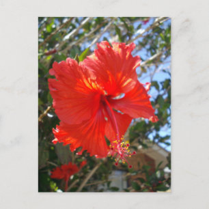 "Crimson Grace: Rote Hibiskusblüte an einem Baum" Postkarte