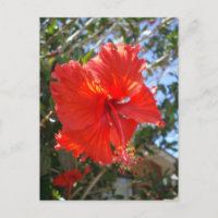 "Crimson Grace: Roter Hibiskus Blooming on a Tree"