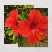Crimson Hibiskus Glow Postkarte (Vorne/Hinten)