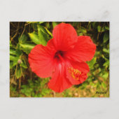 Crimson Hibiskus Glow Postkarte (Rückseite)