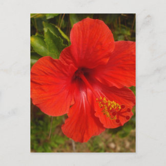 Crimson Hibiskus Glow Postkarte