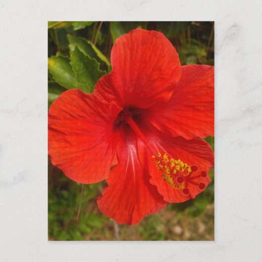 Crimson Hibiskus Glow Postkarte (Vorderseite)