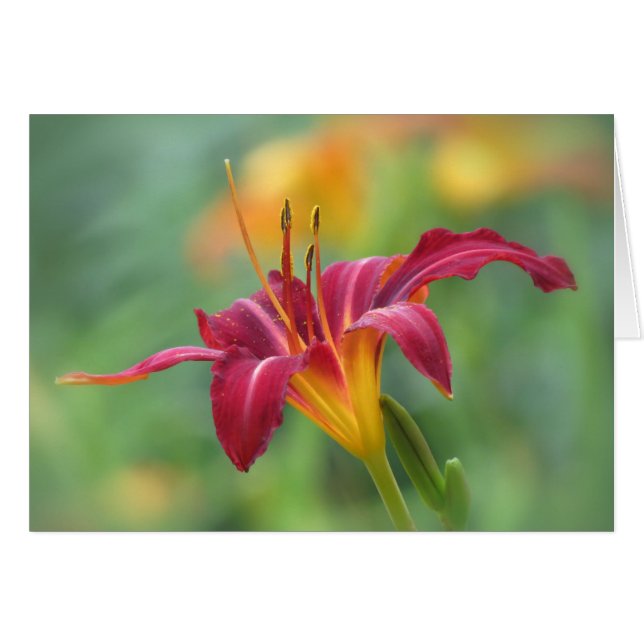 Crimson Lily - Taglilie (Vorderseite (Horizontal))