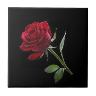 Crimson on Ebony: Die Single-Rote Rose, Fliese