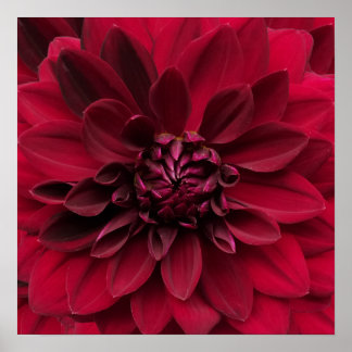 Crimson Red Dahlia Art - Arabian Night Blume Poster