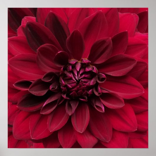 Crimson Red Dahlia Art - Arabian Night Blume Poster (Vorne)